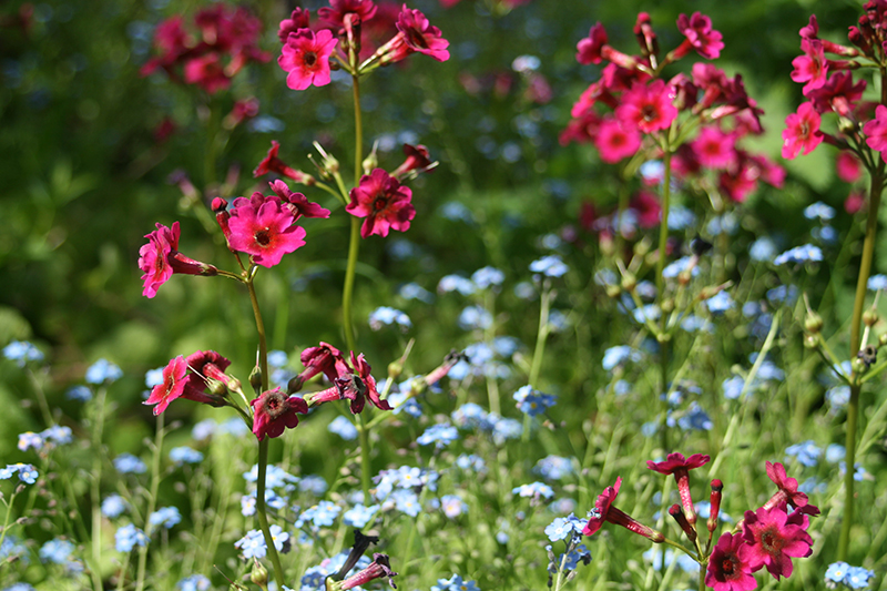 chanticleer-gardens-hot-pink-primrose
