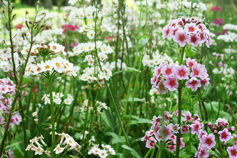 chanticleer-gardens-japanese-primrose