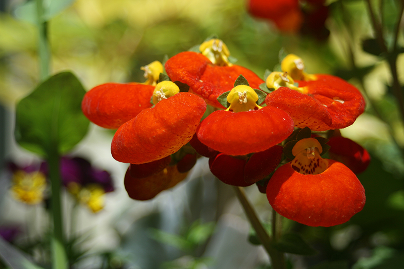 chanticleer-gardens-slipper-flowers