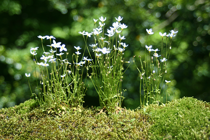 chanticleer-tiny-moss-garden