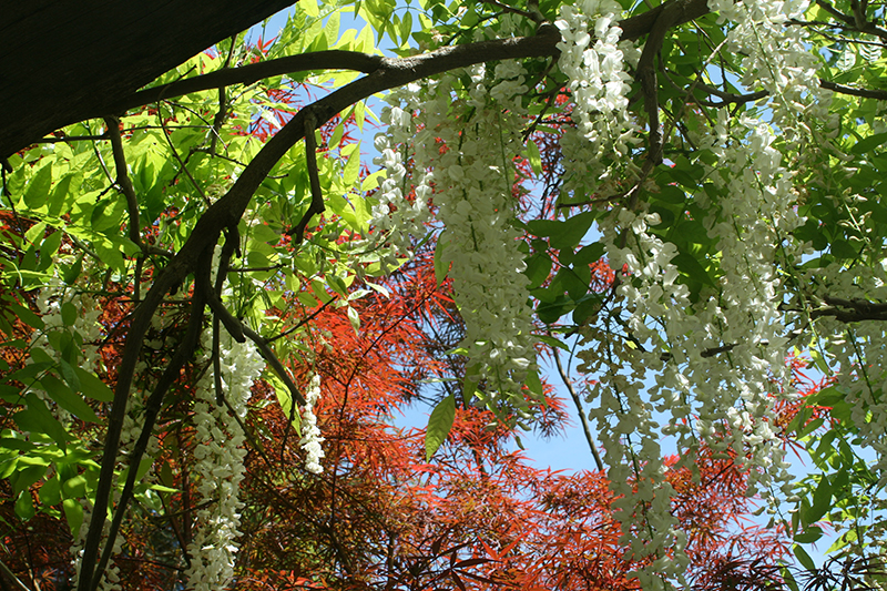 chanticleer-wisteria-roof