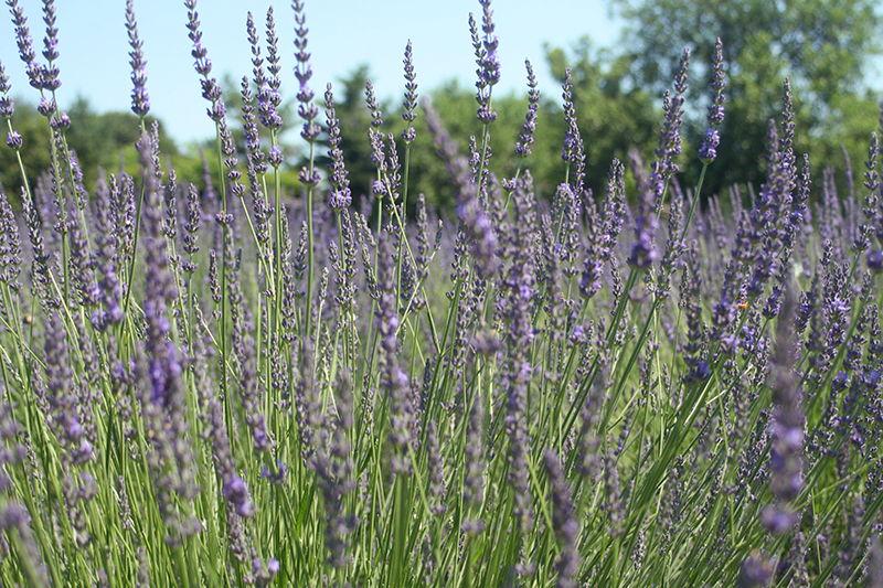 carousel-farms-lavender-fields-1